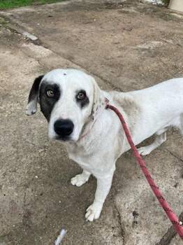 Mixed Breed Dogs Available for Adoption in Dallas, Texas - STEEL | PetCurious
