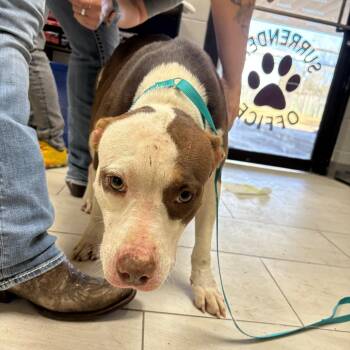 Pit Bull Terrier and Mixed Breed Dogs Available for Adoption in Austin, Texas - Augusta | PetCurious