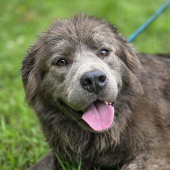 Bella -  Australian Shepherd and Mixed Breed Dog for Adoption in Anniston, Alabama - Bella | PetCurious