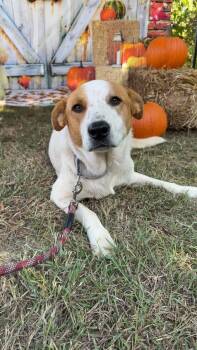 Collie and Cattle Dog Dogs Available for Adoption - Buster | PetCurious