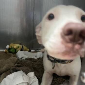 Angel -  Mixed Breed Dog for Adoption in Merriam, Kansas - Angel | PetCurious