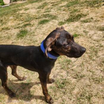 Plott Hound Dogs Available for Adoption in Manhasset, New York - Henley | PetCurious