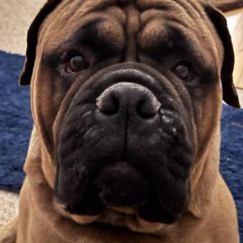 Bullmastiff Dogs Available for Adoption - Taz - IN | PetCurious