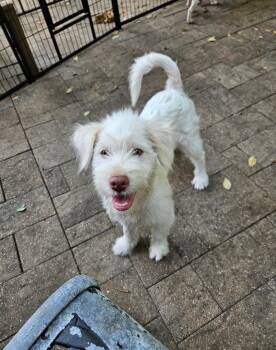 Rescue Terrier Dogs for Adoption in Richmond, Texas - Pelican | PetCurious