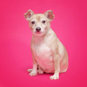 Chihuahua and Terrier Dogs Available for Adoption - Rocky {COMING SOON} | PetCurious