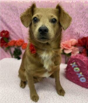 Chihuahua Dogs Available for Adoption - Barnaby | PetCurious