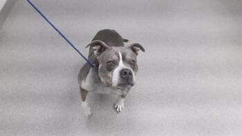 American Bulldog and Mixed Breed Dogs Available for Adoption - ALMOND | PetCurious