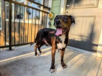 Rescue Labrador Retriever Dogs for Adoption in Conroe, Texas - NOODLES | PetCurious