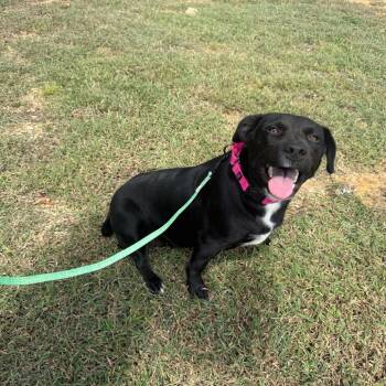 Zoie -  Labrador Retriever and Pointer Dog for Adoption in New York, New York - Zoie | PetCurious