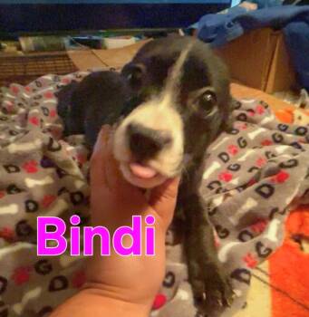 Boston Terrier and Chihuahua Dogs Available for Adoption in Dallas, Texas - Bindi | PetCurious