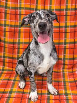 Aggie -  Mixed Breed and Catahoula Leopard Dog Dog for Adoption in Chickasha, Oklahoma - Aggie | PetCurious