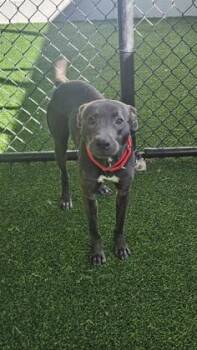 Mixed Breed Dogs Available for Adoption - Gracie | PetCurious