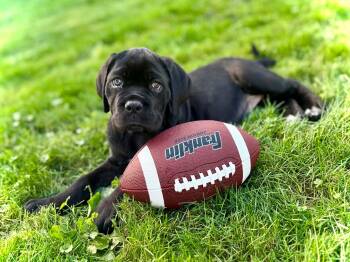 Angel -  Cane Corso Dog for Adoption in Parma Heights, Ohio - Angel | PetCurious