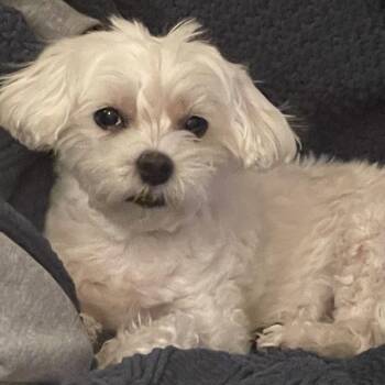 Bichon Frise and Maltese Dogs Available for Adoption - JoJo D65830 | PetCurious