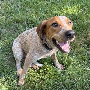 Beanie -  Coonhound Dog for Adoption in Columbia, South Carolina - Beanie | PetCurious