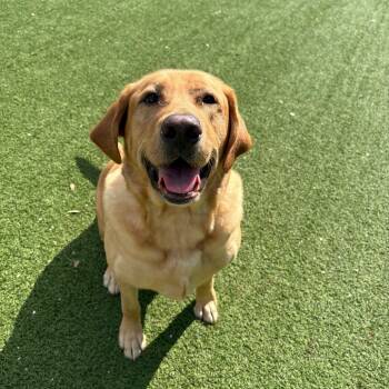Rescue Yellow Labrador Retriever Dogs for Adoption in Loxahatchee Groves, Florida - Toby | PetCurious