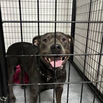 Shindig/GOBBIE -  Terrier Dog for Adoption in St. Louis, Missouri - Shindig/GOBBIE | PetCurious