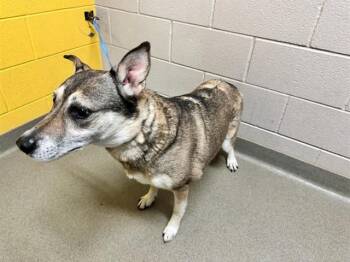 German Shepherd Dog and Mixed Breed Dogs Available for Adoption in Colorado Springs, Colorado - CAMILLE (CAMI) | PetCurious