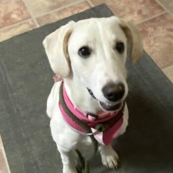 Cherry -  Labrador Retriever Dog for Adoption in Choteau, Montana - Cherry | PetCurious