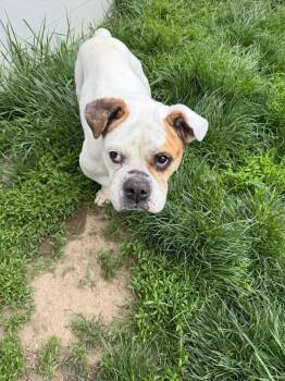 English Bulldog Dogs Available for Adoption in Bryan, Ohio - Regina | PetCurious