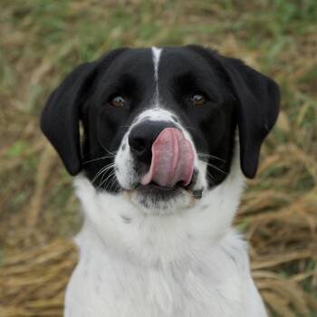 Cooper -  Pointer and Mixed Breed Dog for Adoption in Harrisonburg, Virginia - Cooper | PetCurious