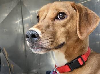MICKEY -  Mixed Breed Dog for Adoption in Dallas, Texas - MICKEY | PetCurious