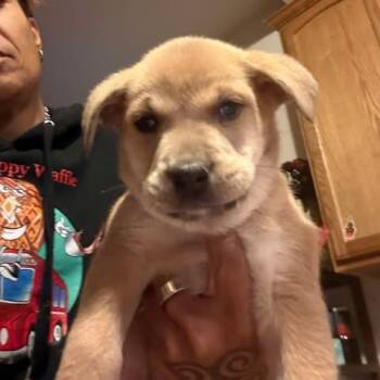 Rescue Mixed Breed Dogs for Adoption in Fredericksburg, Virginia - Queso | PetCurious