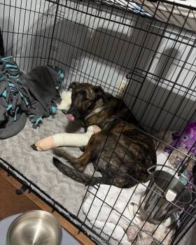 Apollo -  Dutch Shepherd Dog for Adoption in Panama City, Florida - Apollo | PetCurious