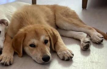 Magpie -  Great Pyrenees and Australian Shepherd Dog Available for Adoption in VERNON ROCKVL, Connecticut - Magpie | PetCurious