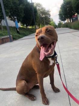 Rescue Mixed Breed Dogs for Adoption in Cincinnati, Ohio - Prudence | PetCurious