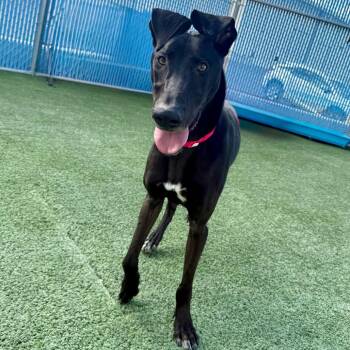 Rescue Greyhound Dogs for Adoption in Las Vegas, Nevada - Vixen | PetCurious