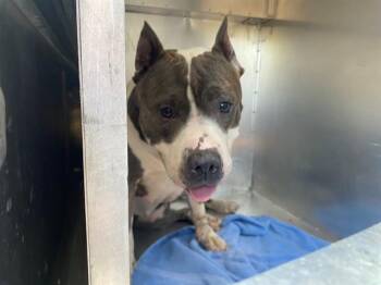 LOLA -  Pit Bull Terrier Dog for Adoption in Rowlett, Texas - LOLA | PetCurious