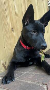 Kai -  Mixed Breed Dog for Adoption in Fairfax, Virginia - Kai | PetCurious