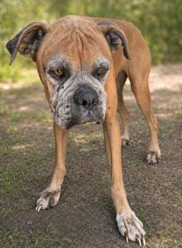 Maxine -  Boxer Dog for Adoption in West Memphis, Arkansas - Maxine | PetCurious