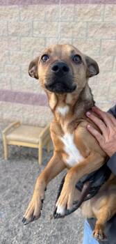 Rescue Terrier Dogs for Adoption in Lima, Ohio - Scooby | PetCurious