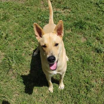 Cooper -  Shepherd and Mixed Breed Dog for Adoption in Corpus Christi, Texas - Cooper | PetCurious