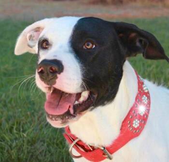 Labrador Retriever and Dalmatian Dogs Available for Adoption in Kingman, Arizona - George | PetCurious