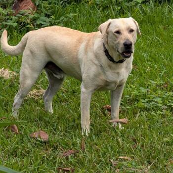 Fletch - Courtesy Listing -  Yellow Labrador Retriever Dog for Adoption in Kailua-kona, Hawaii - Fletch - Courtesy Listing | PetCurious