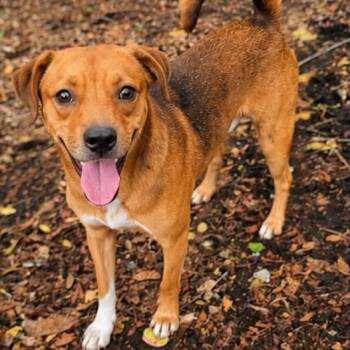 Cushion Star -  Mixed Breed Dog for Adoption in Fredericksburg, Virginia - Cushion Star | PetCurious