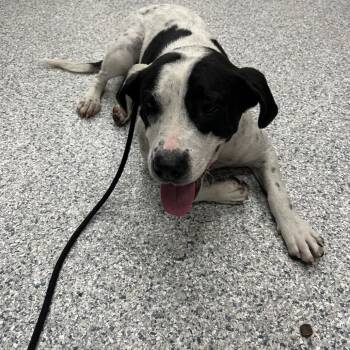 Sprinkle 0519 -  Mixed Breed Dog Available for Adoption in Loxahatchee Groves, Florida - Sprinkle 0519 | PetCurious