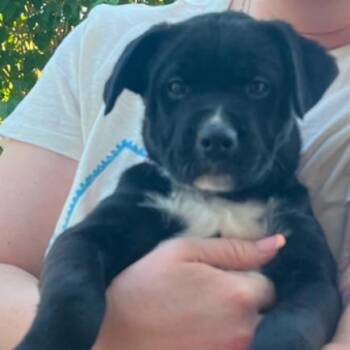 sonny -  Pit Bull Terrier and Mixed Breed Dog for Adoption in Bellingham, Washington - Sonny | PetCurious