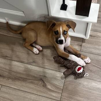 Rescue Boxer Dogs for Adoption in Houston, Texas - Penny | PetCurious