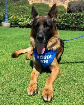 Rescue German Shepherd Dog Dogs for Adoption in Cool, California - Ranger | PetCurious