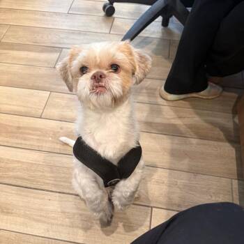 Shih Tzu Dogs Available for Adoption in Naperville, Illinois - Angel | PetCurious