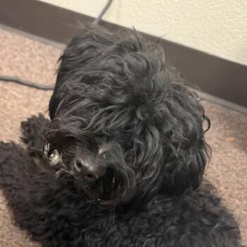 Van Gogh C-34105 -  Poodle and Yorkshire Terrier Dog for Adoption in Oklahoma City, Oklahoma - Van Gogh C-34105 | PetCurious