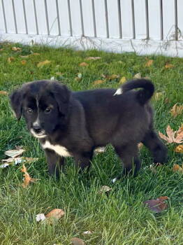 Rescue Labrador Retriever and Collie Dogs for Adoption in Hillside, Illinois - Ash Leaf | PetCurious