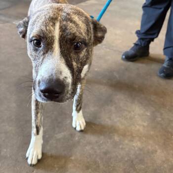 Ramona -  Anatolian Shepherd Dog for Adoption in Birmingham, Alabama - Ramona | PetCurious