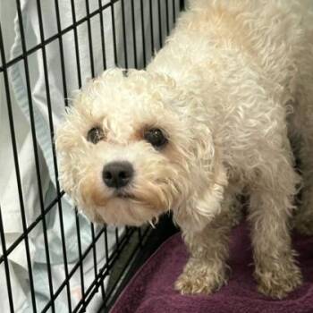 Angie -  Poodle and Mixed Breed Dog for Adoption in Arlington, Virginia - Angie | PetCurious
