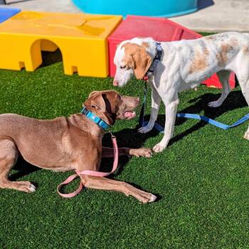 Aspen -  Mixed Breed Dog for Adoption in Savannah, Georgia - Aspen | PetCurious