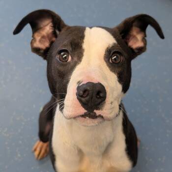 Laila L-22-26 -  Pit Bull Terrier Dog for Adoption in Watertown, New York - Laila L-22-26 | PetCurious